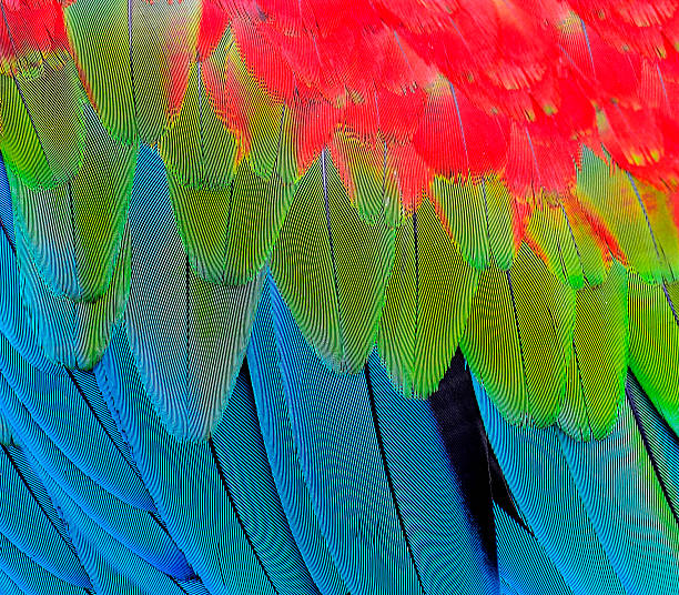 istock Close up of Green-winged Macaw feathers 469927252