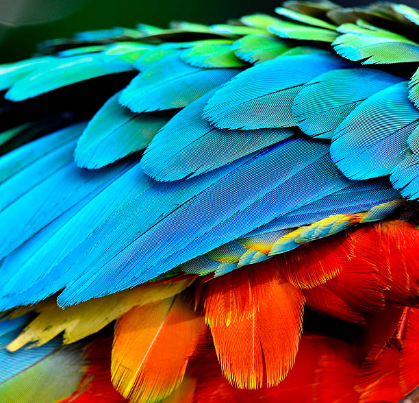 istock Close up of Parrot and Macaw bird feathers 469927256