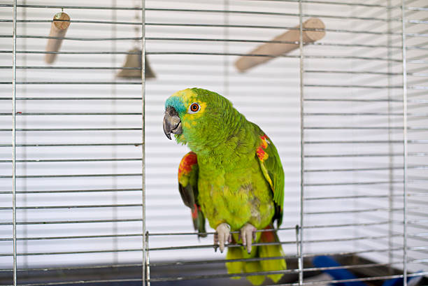 Blue-fronted parrot A blue-fronted parrot stands under the cage door  amazona aestiva stock pictures, royalty-free photos & images