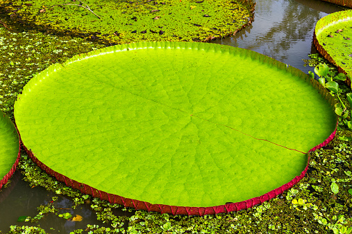 Leaf of a Victoria Amazonica or Victoria Regia, the largest aquatic plant in the world in the Amazon Rainforest in Peru