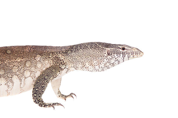 istock Nile monitor on white background 469927820