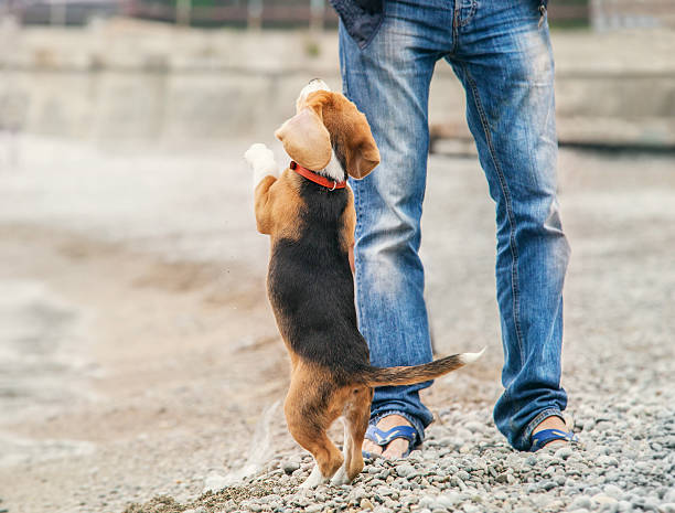 istock Little beagle puppy ask to play with him 469930304