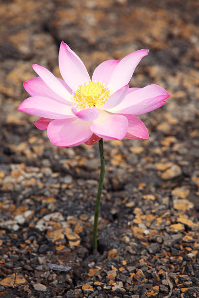 fleur de lotus à sec - strengh photos et images de collection