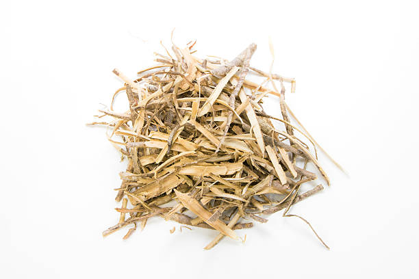 istock Alyxia reinwardtii Blume var. lucida Markgr 469930804