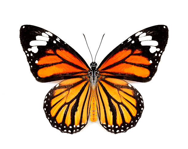 istock Common Tiger Butterfly (Canaus genutia) upper wing profile on wh 469931260