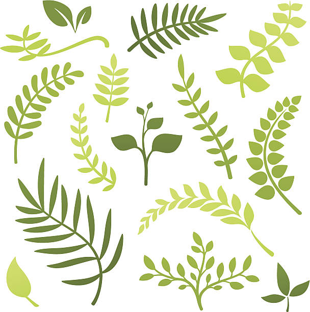 растение элементы - fern forest tree area vector stock illustrations