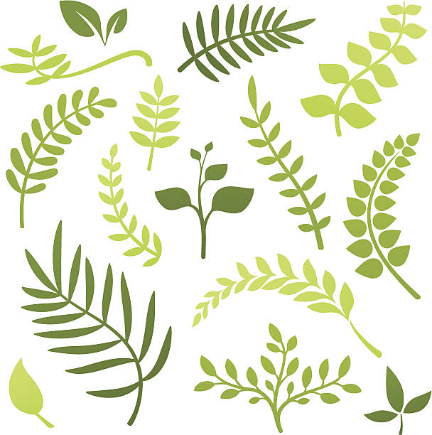 Plant Elements Collection of plant and leaf elements. growth silhouettes stock illustrations