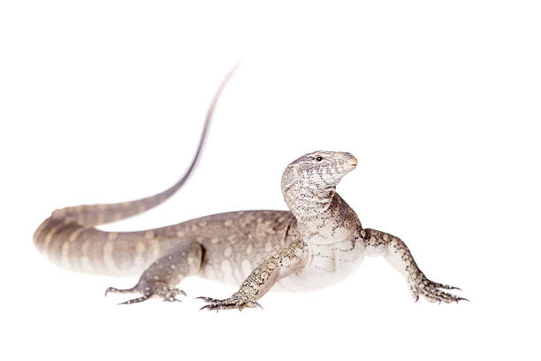 istock Nile monitor on white background 469932082