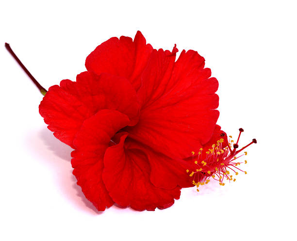 istock Closeup of Red Hibiscus Flower on white background 469932390