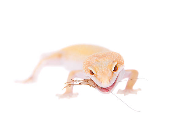 istock Albino Leopard Gecko on a white background 469932638