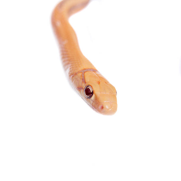 istock Radiated ratsnake isolated on white 469932646
