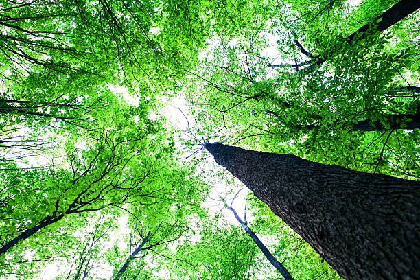 istock forest trees nature green wood sunlight backgrounds 469932756