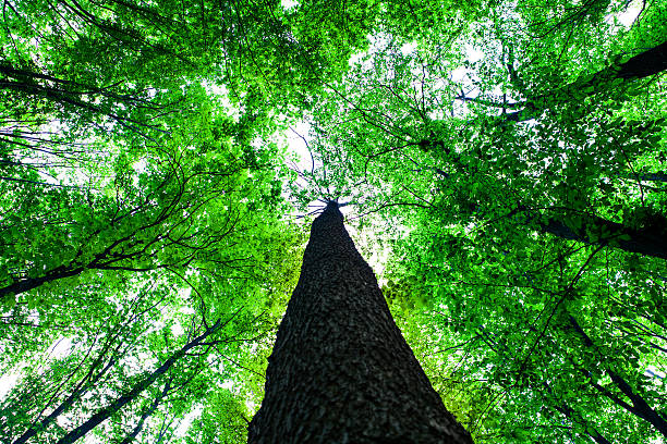istock forest trees nature green wood sunlight backgrounds 469933446