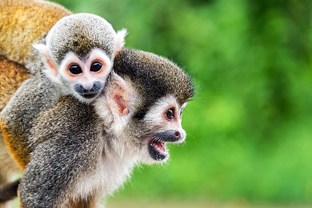 Squirrel Monkey Mother and Child Two squirrel monkeys, a mother and her child in the Amazon rainforest near Leticia, Colombia amazon forest stock pictures, royalty-free photos & images