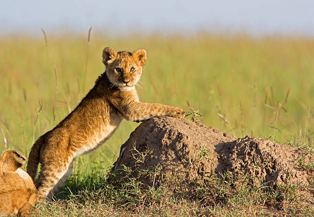 lion 새끼 - masai mara national reserve safari animals close up kenya 뉴스 사진 이미지