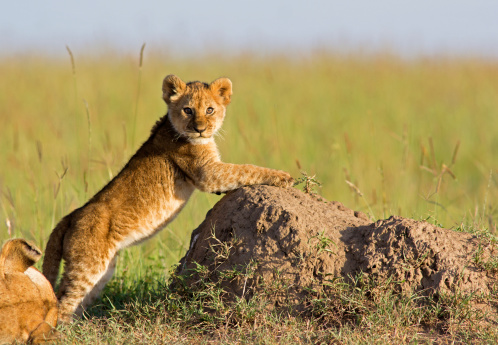 Newborn lion cub climbing on a termite mound - Masai Mara, Kenya