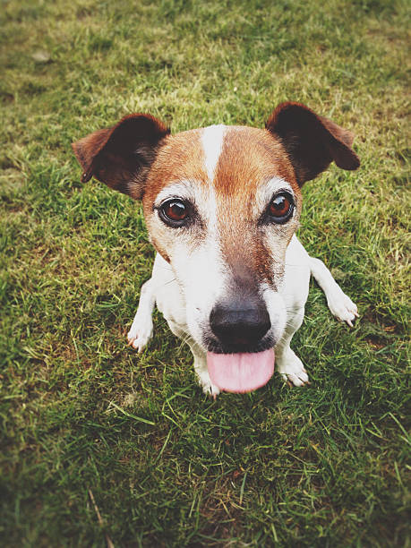 istock Senior Dog waiting on grass with tongue sticking out 469936062