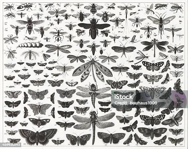 Tabelle Mit Verschiedenen Arten Und Größen Von Fliegen Insekten Stock Vektor Art und mehr Bilder von Insekt