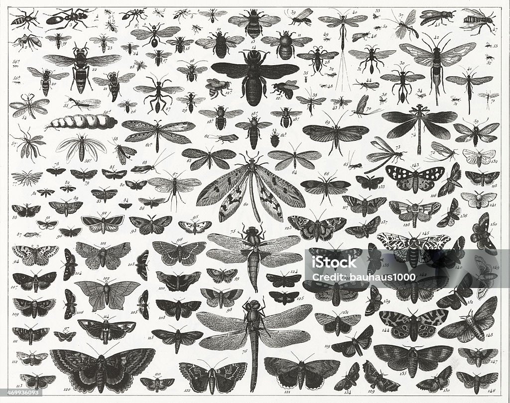 Wykres prezentujący różne rodzaje oraz rozmiary owady latające - Zbiór ilustracji royalty-free (Owad)