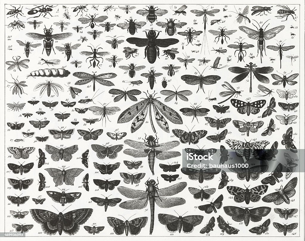 Gráfico mostrando vários tipos e tamanhos de insectos voadores - Royalty-free Inseto Ilustração de stock