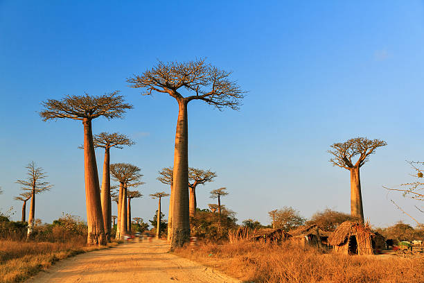 baobab переулок дня - african baobab стоковые фото и изображения