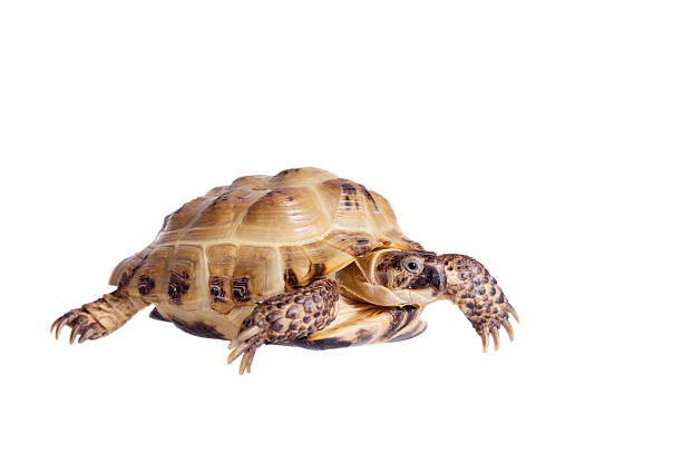 istock Central Asian tortoise on white background 469936866