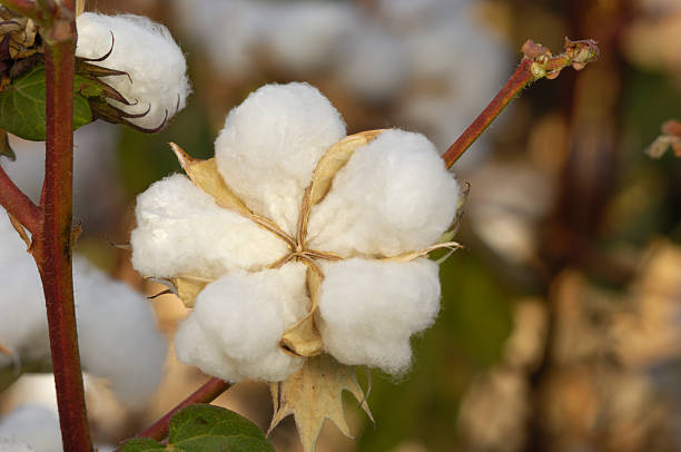 istock Natural Cotton Growing on the Plant 469937005
