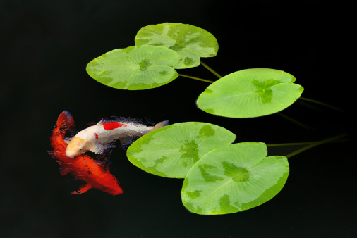 a composition of two beautiful Koi Carp swimming amongst fresh water lilies in a deeply shaded pond with almost black water (enhanced with a polariser to remove reflections). This is a combination of two images.