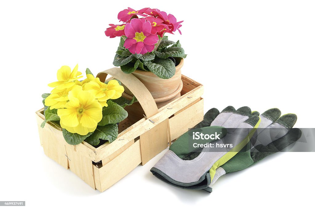 primroses in basket and garden gloves pink and yellow primroses. Around a basket with garden gloves and flower pots on isolated background. springtime. Basket Stock Photo