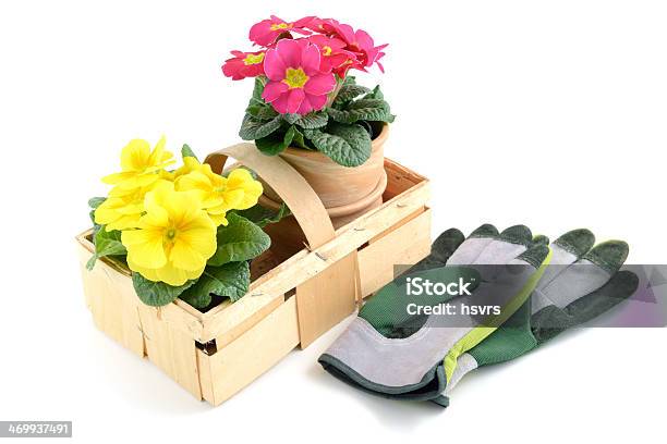 Primroses In Basket And Garden Gloves Stock Photo - Download Image Now - Basket, Blossom, Cut Out