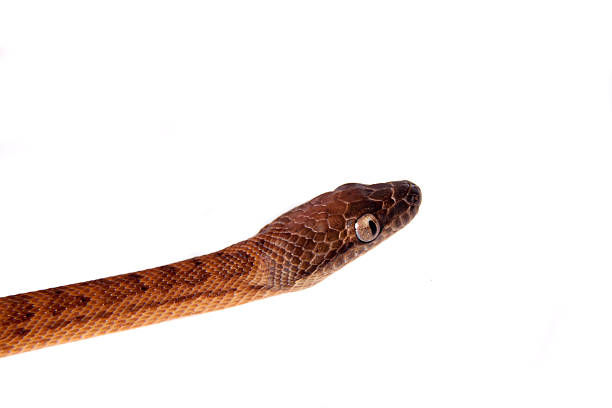 istock Puerto Rican boa on white backgorund 469937612