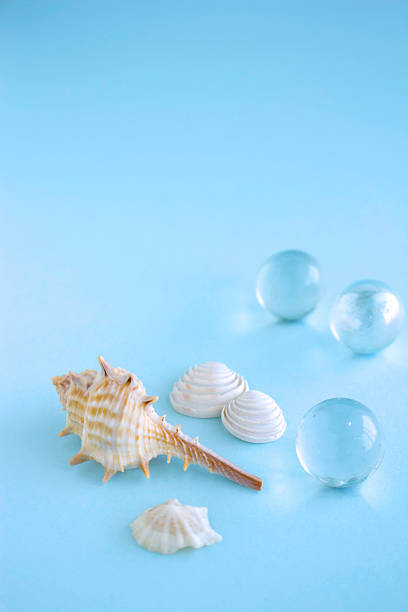 istock Seashells and marble, image of sea 469938156