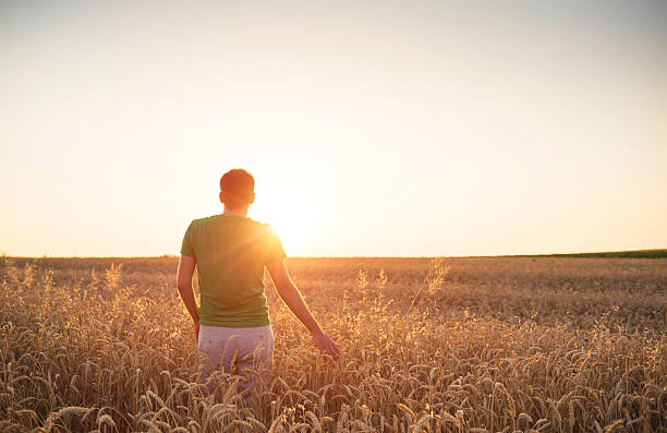 Men admiring the sunset among fields of wheat stock photo