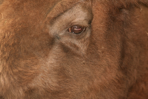 buffalo, animal, prairie, fur, meat, Indian, eye, close-up, detail, cowboy, herd