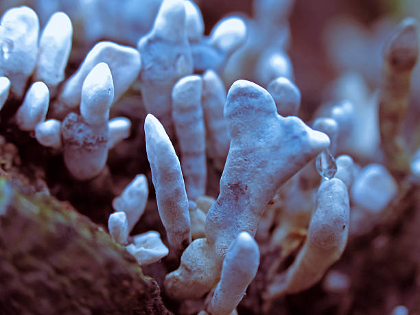 xylaria hypoxylon, свеча-snuff грибы, углерода в виде оленьих рогов - xylaria стоковые фото и изображения