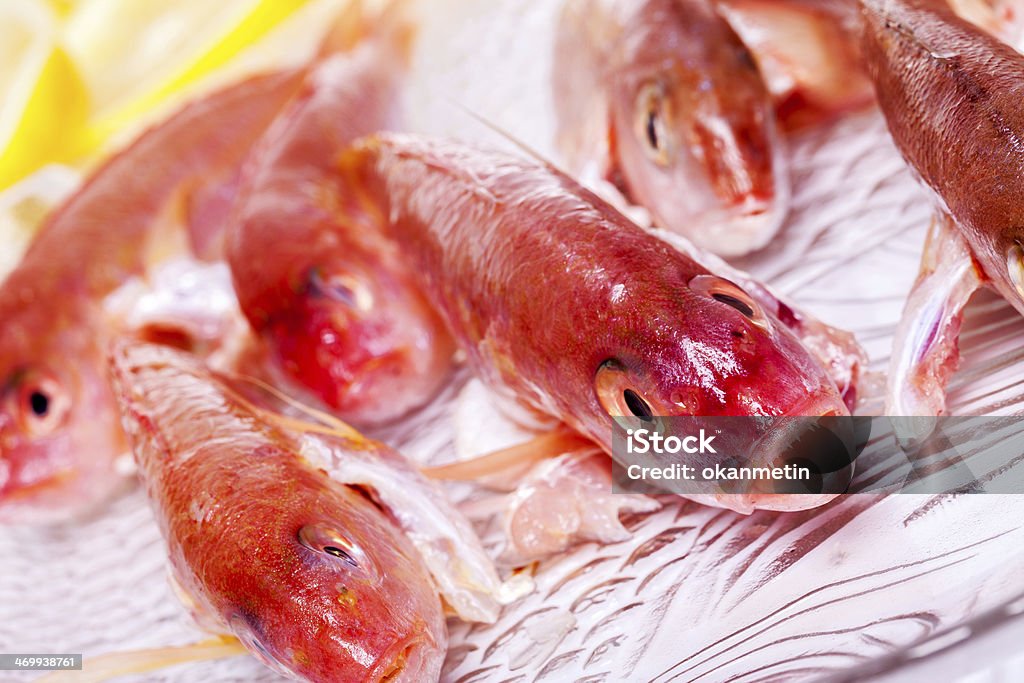 산호색 고기잡이 - 로열티 프리 건강한 생활방식 스톡 사진