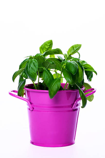 Basil