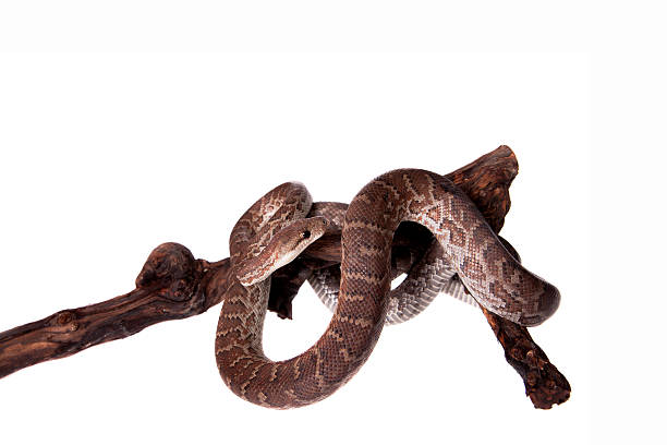 istock Hispaniolan boa on white background 469941250