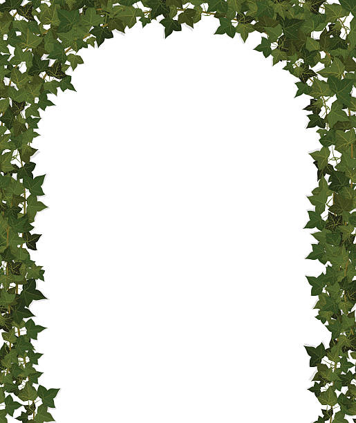 плющ арка - ivy vine leaf frame stock illustrations