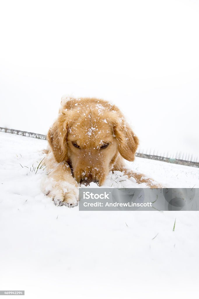 Dog in snow Golden retriever dog in the snow 2015 Stock Photo