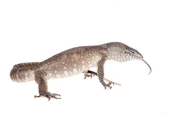 istock Nile monitor on white background 469942430