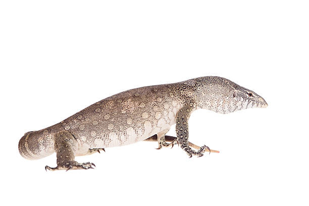 istock Nile monitor on white background 469942432