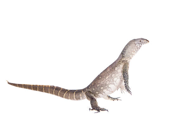 istock Nile monitor on white background 469942436
