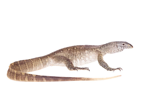 istock Nile monitor on white background 469942438
