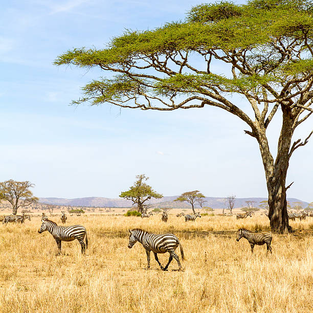 istock Zebras eats grass at the savannah in Africa 469942578