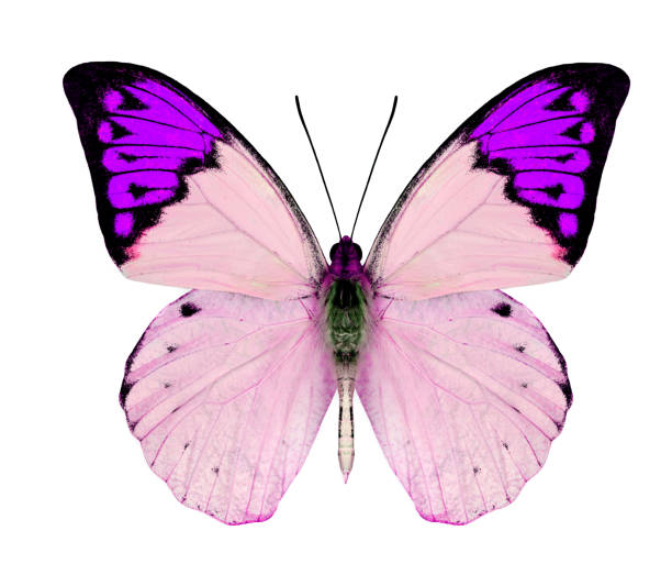 istock Great Violet Butterfly isolated on white background 469942710