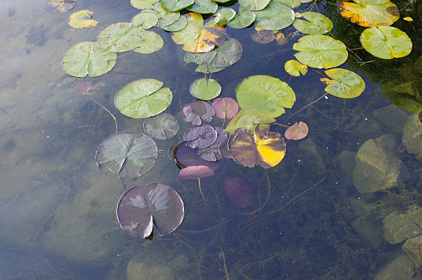 lily  - foto de stock