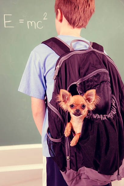 istruzione: pre-adolescenti studenti che porta il suo animale domestico cane a scuola. - chihuahua dog pet carrier puppy foto e immagini stock