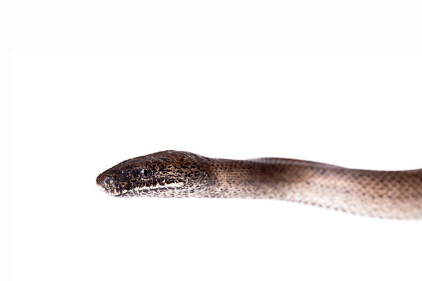 istock Puerto Rican boa on white backgorund 469942994