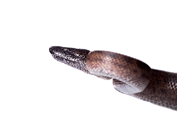 istock Puerto Rican boa on white backgorund 469942996